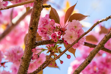 Macro close-up pretty pink cherry blossom flowers blooming in Spring. Springtime sakura season in...