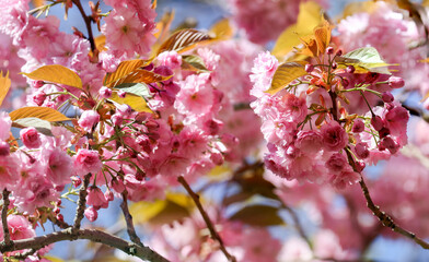 Macro close-up pretty pink cherry blossom flowers blooming in Spring. Sakura season in Dublin, Ireland