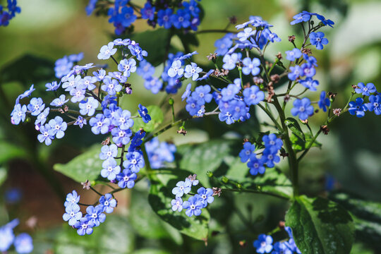 Siberian bugloss "Brunnera macrophylla", also great forget-me-not, vibrant blue small flowers blooming in Spring in dappled light. Dublin, Ireland
