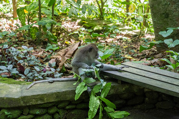 Long-tailed macaques Macaca fascicularis in Sacred Monkey Forest, Ubud, Indonesia