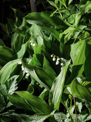 Fototapeta premium Blooming lilies of the valley. Copy space.
