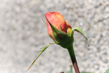 Rosa de primavera en el jard&iacute;n de casa