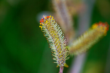 Nature awakes in spring. Blooming willow twigs and furry willow-catkins, so called 