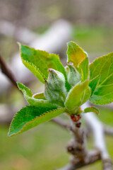 apple flower in spring, new life and growth concept