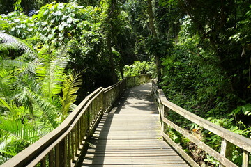 wooden trail in monkey forest ubud