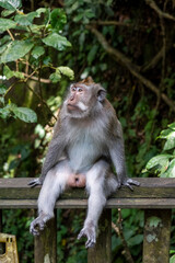 Naklejka na ściany i meble Long-tailed macaques (Macaca fascicularis) in Sacred Monkey Forest, Ubud, Indonesia