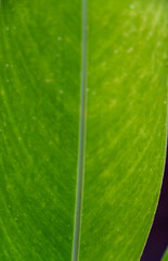 green leave close up