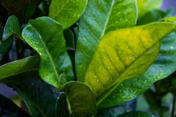 green garden plant leaves