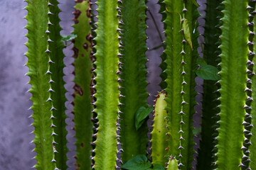 Euphorbia trigona (also known as African milk tree, cathedral cactus, Abyssinian euphorbia, and high chaparall