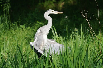 grey heron in a field