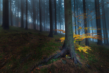 Autumn view into the spruce forest