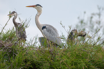 famille de héron cendré au nid