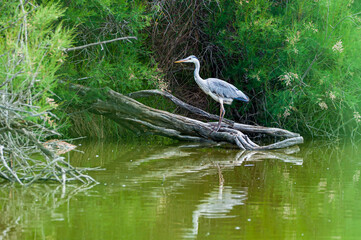 héron cendré à l'affût