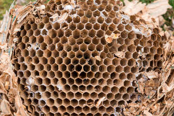 A nest abandoned by hornets. A large nest of hornets of peculiar colors. A multi-storey hive of...