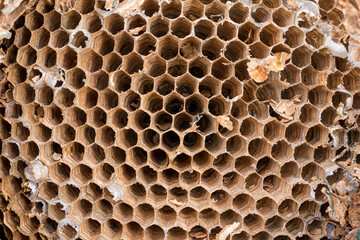 A nest abandoned by hornets. A large nest of hornets of peculiar colors. A multi-storey hive of hornets.