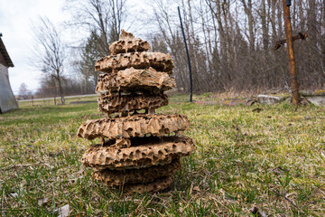 A nest abandoned by hornets. A large nest of hornets of peculiar colors. A multi-storey hive of hornets.