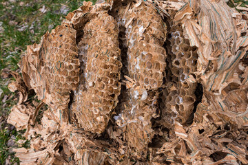 A nest abandoned by hornets. A large nest of hornets of peculiar colors. A multi-storey hive of hornets.