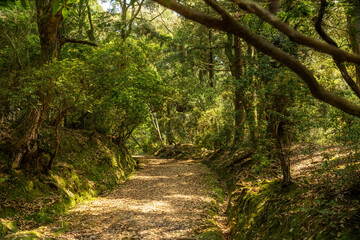 奈良県・奈良市のささやきの小径（下の禰宜道）
