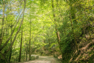 Fototapeta na wymiar 奈良県・奈良市春日山の自然林道