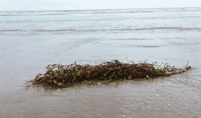 Seaweed on the beach. Marine background, Ecology concept.