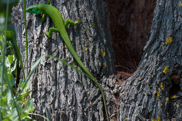 lézard grimpant sur un arbre