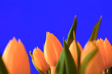 Przepiękny bukiet tulipanów na niebieskim tle