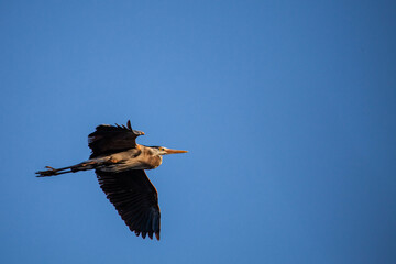Great Blue Heron (Ardea herodias) flying in a blue sky with copy space