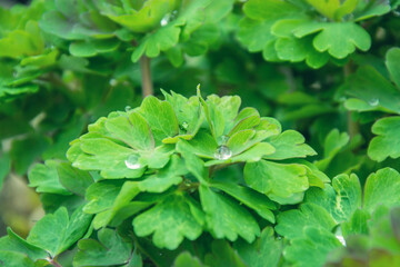 Green leaves in the morning dew. Water drops on the leaves