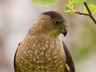 Cooper`s Hawk raptor portrait