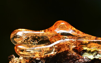 Solid amber resin drops on a tree trunk.