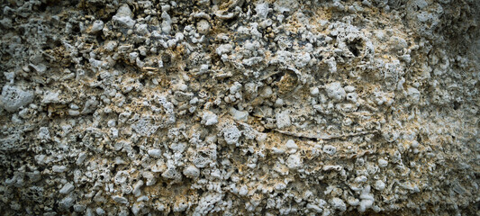 Natural stone background. Detail of a wall of organogenic segmental rocks found in Elba island, Italy.