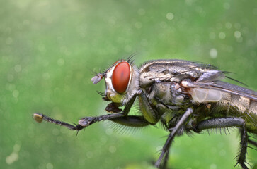 fly in bokeh