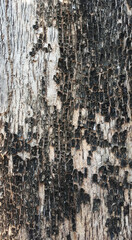 Obraz premium Wood Tree Texture Background Pattern