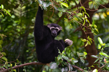 Gibbons are animals that like to live on trees and like fruits.