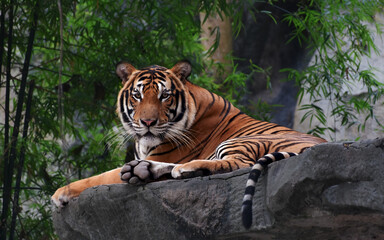 The zoo has many kinds of animals.