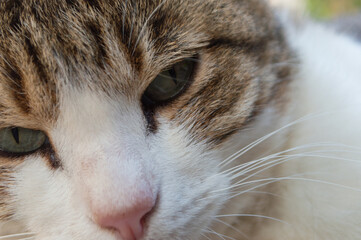 こちらをじっと見つめる可愛い猫