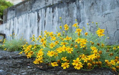 路地裏の道に生える黄色い花