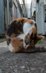 路地裏で毛繕いをする可愛い三毛猫