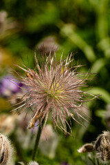 Morgentau hat sich auf den Haaren der verblühten Kuhschelle gesammelt