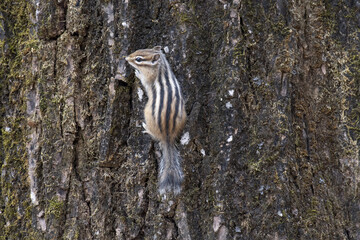 a chipmunk on a tree trunk