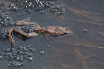 the frog lays eggs in the water