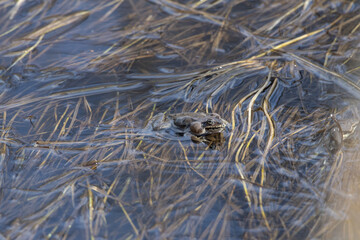 the frog lays eggs in the water