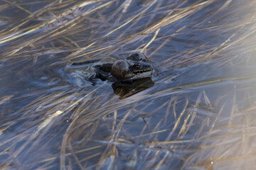 the frog is sitting in the water