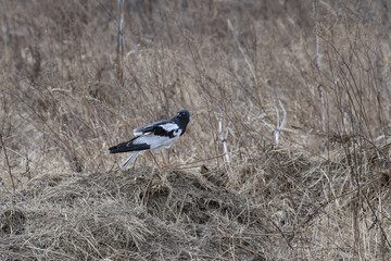 piebald harrier is sitting on the ground