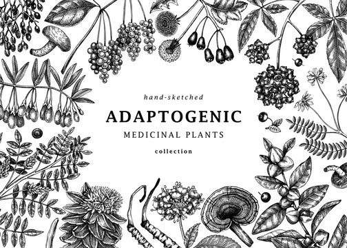 Adaptogenic plants background. Hand-sketched medicinal herbs, weeds, berries, leaves frame design. Perfect for brands, label, packaging. Hand sketched adaptogens outlines. Botanical illustrations.