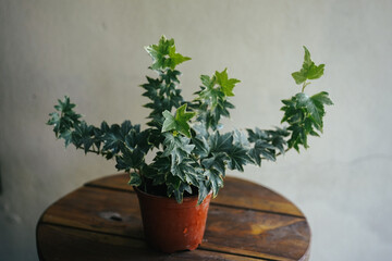 variegated ivy leaves in small pot as decorative plant 