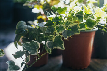 variegated ivy leaves in small pot as decorative plant  - obrazy, fototapety, plakaty