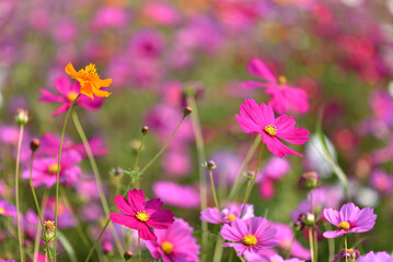Obraz na płótnie Canvas Pink Cosmos flowers, Flowers background