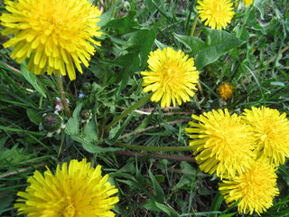 dandelions