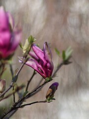 Piękna różowa magnolia na rozmytym tle